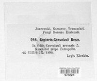 Septoria convolvuli image